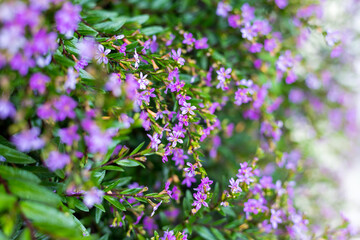 Purple mini flowers texture background