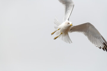 Seagull in flight