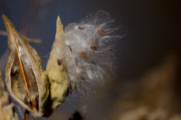 white dry shiny flower in winter