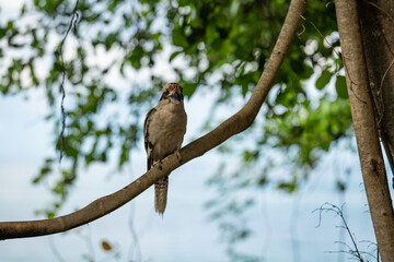 Smiling Kookaburra