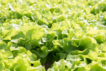green lettuce leaves