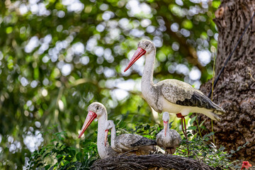 Storks. Family of artificial storks in the nest in the tree.