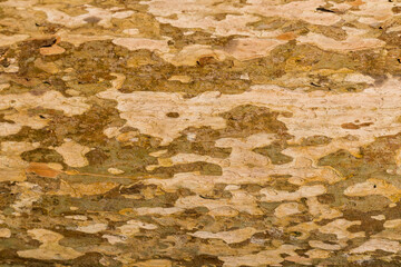 tree wooden texture backdrop background