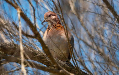 Laughing Dove perched in tree