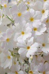 白色のサクラソウのクローズアップです