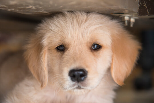 Beautiful puppy under table ,Portrait