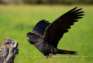 Red-tailed Black Cockatoo on wire fence