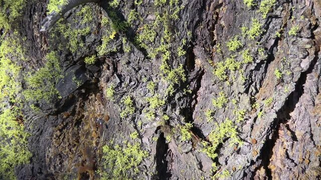 Green moss growing on rugged pine tree bark with deep grooves and natural texture. Slider going down.