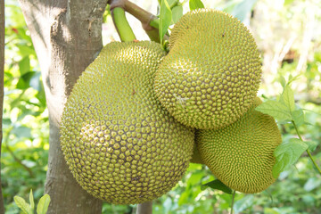 Raw green jack fruit on tree
