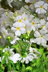 Obraz premium 花壇に咲く白色のサクラソウにフォーカスしました