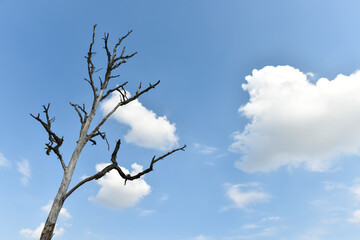 beautiful blue sky and perennial dead tree
