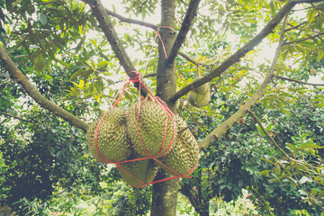 The king of fruit on the tree in thailand