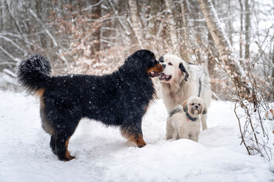 Fototapeta Berneński pies pasterski, Landseer i Lhasa apso na spcerze w leaie