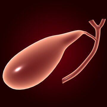 pancreas Human Digestive System Anatomy For Medical Concept 3D