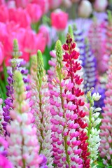 花壇のチューリップの花を背景に咲くルピナスの花です