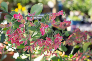 Candelilla, Tall slipper plant or Slipper spurge bloom with sunlight in the garden.