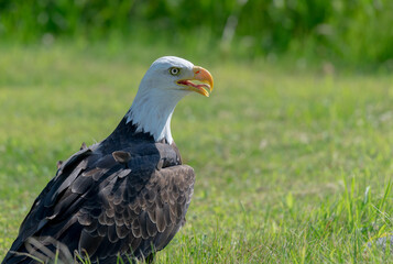 American bald eagle