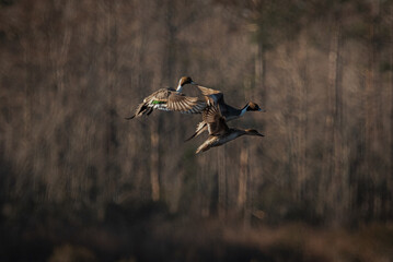 Pintail in Flight