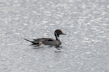 Pintail Float 2