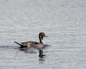 Pintail float