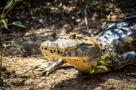 Crocodile in the Amazon Jungle 