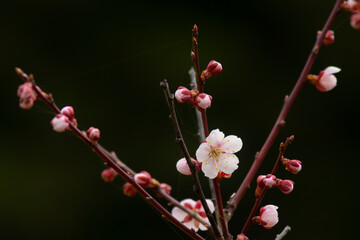 春を告げる淡いピンクの梅の花