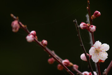 春を告げる淡いピンクの梅の花