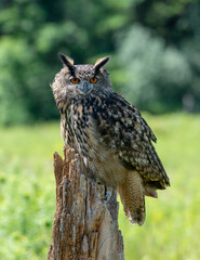 Fototapeta premium Old red brick building backdrop