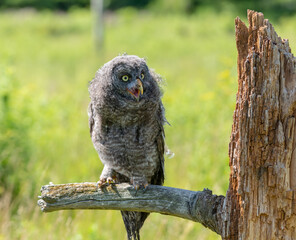 Grey owl perched on a tree branch