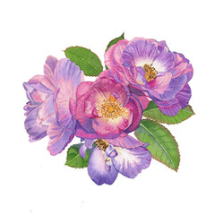 violet damask rose bouquet on white background