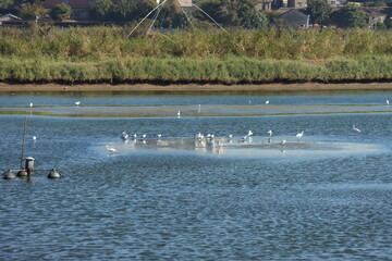 Egret on the river