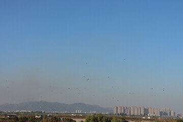 Fototapeta na wymiar birds flying over the city