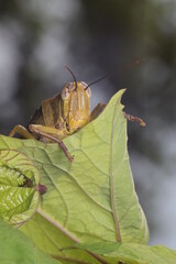 Grasshopper on leaf