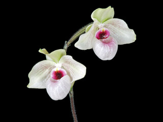 Fototapeta premium Orchid: Paphiopedilum Linleigh Koopowitz