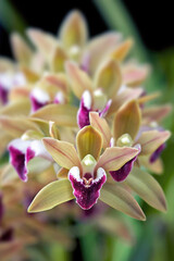 Orchid flower: Cymbidium devonianum 'Berry' with selective focus on the first flower