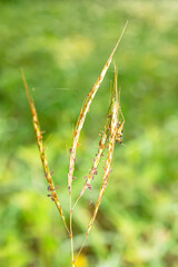 Crickets are perched on the grass.