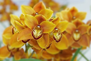 Orchid flower: Cymbidium Hazek Crisp 'Vermillion'