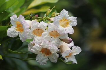 White flower blossom