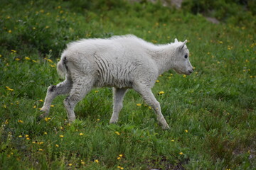Obraz premium Mountain Goat Glacier National Park