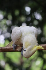 White cockatoo bird of paradise