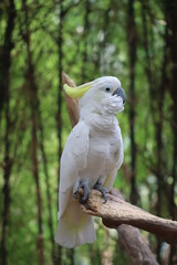 White bird cockatoo parrot