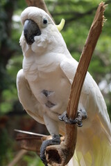 White cockatoo parrot bird
