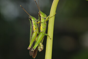 Mating grasshopper