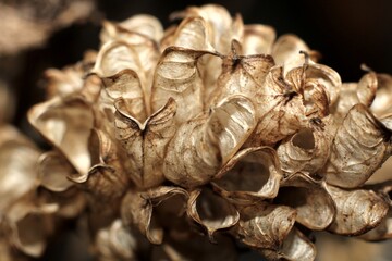 small dried flowers close up on a brown background