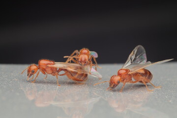Winged ant on the ground