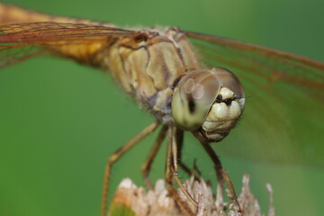 Yellow dragonfly on a leaf