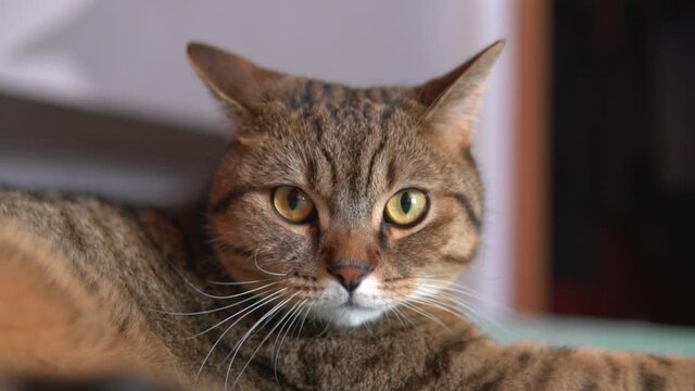 Close up portrait of a domestic british scottish fold cat starring into the camera. Pet lying on the bed. Rack focus from paw to head.