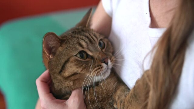 Cute british cat relaxing on person hands. Girl caress her fluffy pet. Domestic animal slow motion close up.