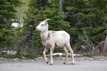 Fototapeta premium Bighorn Sheep Glacier National Park