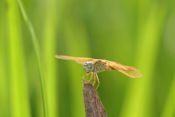 Yellow dragonfly on leaf